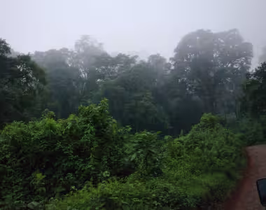 Greenery on way to Ngorongoro