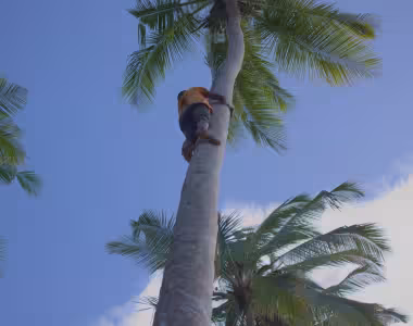 Zanzibar Spice Farm