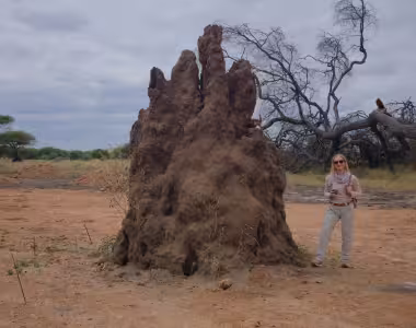 Termite mound