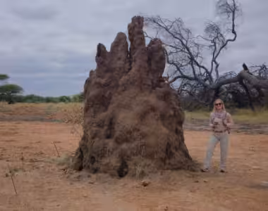 Termite mound