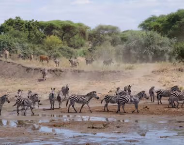 Zebra herd