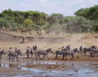 Zebra herd