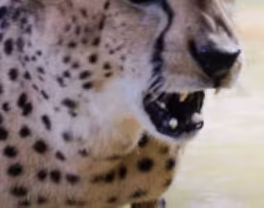 Cheetah’s at Cheetah Rock