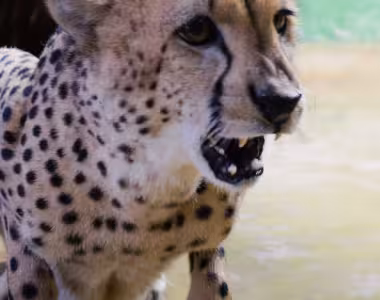 Cheetah's at Cheetah Rock
