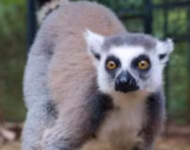 Lemur