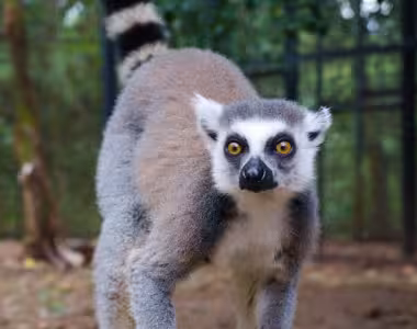 Lemur