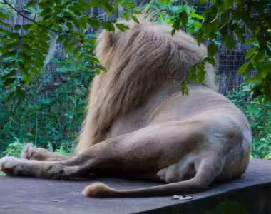 Lions