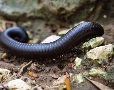 Millipede