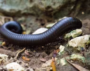 Millipede
