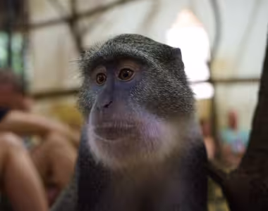 Monkeys