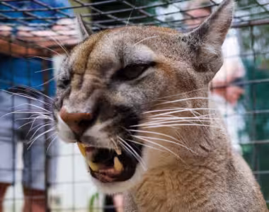 Puma