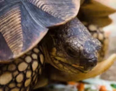 Tortoise’s