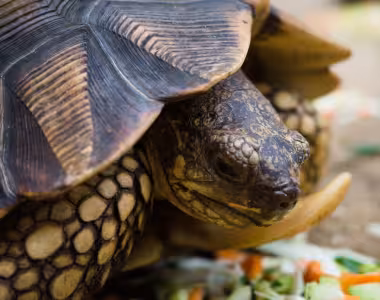 Tortoise's