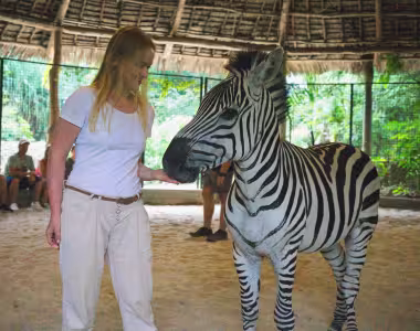 Domesticated zebra
