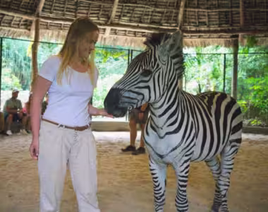 Domesticated zebra