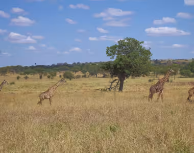 Giraffes in Tarangire National Park