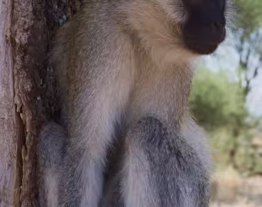 Monkey in Tarangire National Park