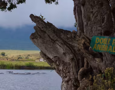 Ngorongoro Hippos