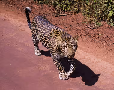 Leopard