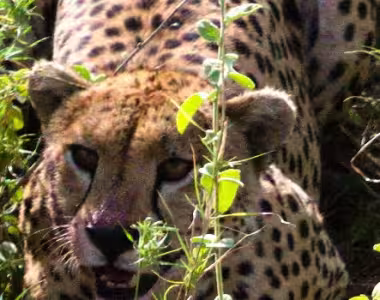 Cheetah in the Serengeti