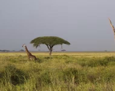 Giraffes in the Serengeti