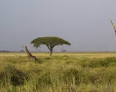 Giraffes in the Serengeti