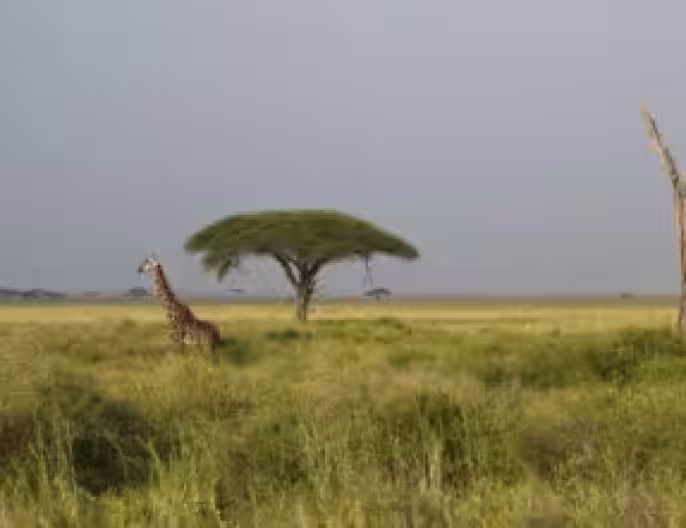 Giraffes in the Serengeti