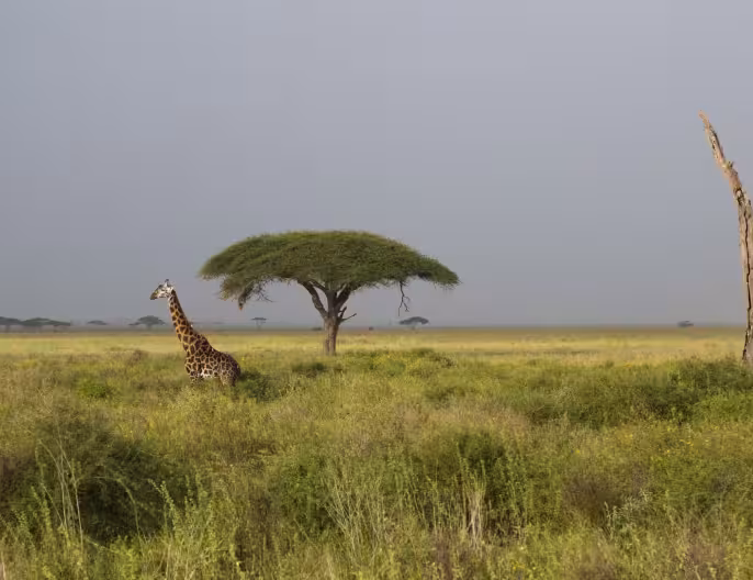 Giraffes in the Serengeti