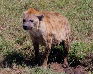 Serengeti hyena