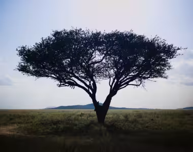Lions in a tree