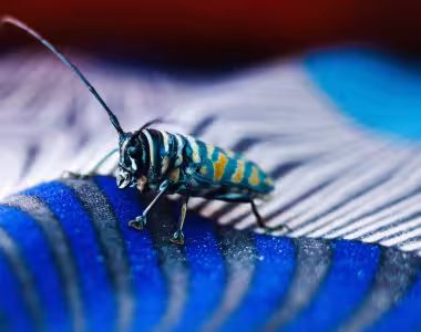 Zanzibar insect