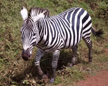 Zebra in the Serengeti