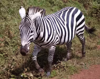 Zebra in the Serengeti