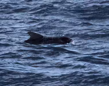 Pilot Whales