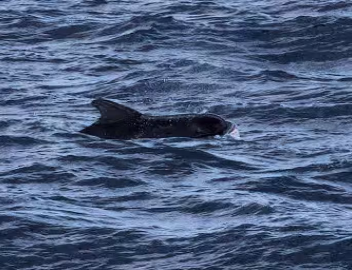 Pilot Whales
